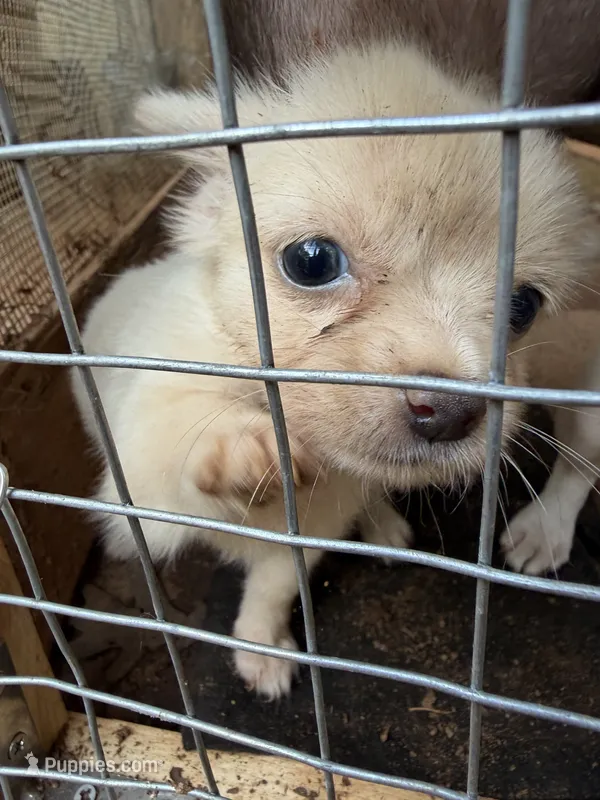 Mini loofa – Chihuahua puppy for sale in Mooresville, NC