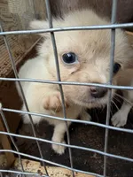 Mini loofa, a female Chihuahua for sale in Mooresville, NC – 1 of 3