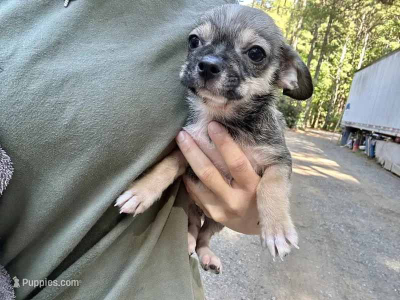 Tuffo – Chihuahua puppy for sale in Mooresville, NC