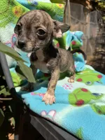 Rusty, a female Chihuahua for sale in Mooresville, NC – 2 of 10