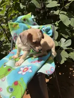 Pecan , a male Chihuahua for sale in Mooresville, NC – 10 of 10