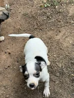 Miss Cinderella , a female Chihuahua for sale in Mooresville, NC – 2 of 6