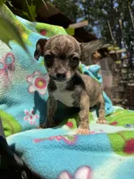 Rusty, a female Chihuahua for sale in Mooresville, NC – 5 of 10