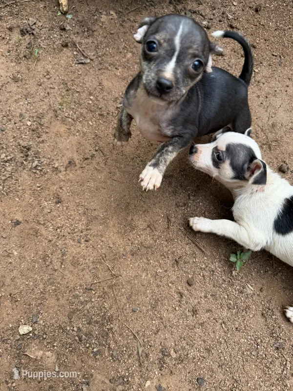 Tuffa very small  – Chihuahua puppy for sale in Mooresville, NC