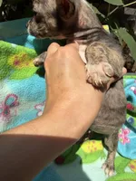 Rusty, a female Chihuahua for sale in Mooresville, NC – 7 of 10