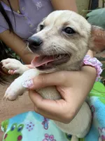 Happy boy pecan, a male Chihuahua for sale in Mooresville, NC – 4 of 7