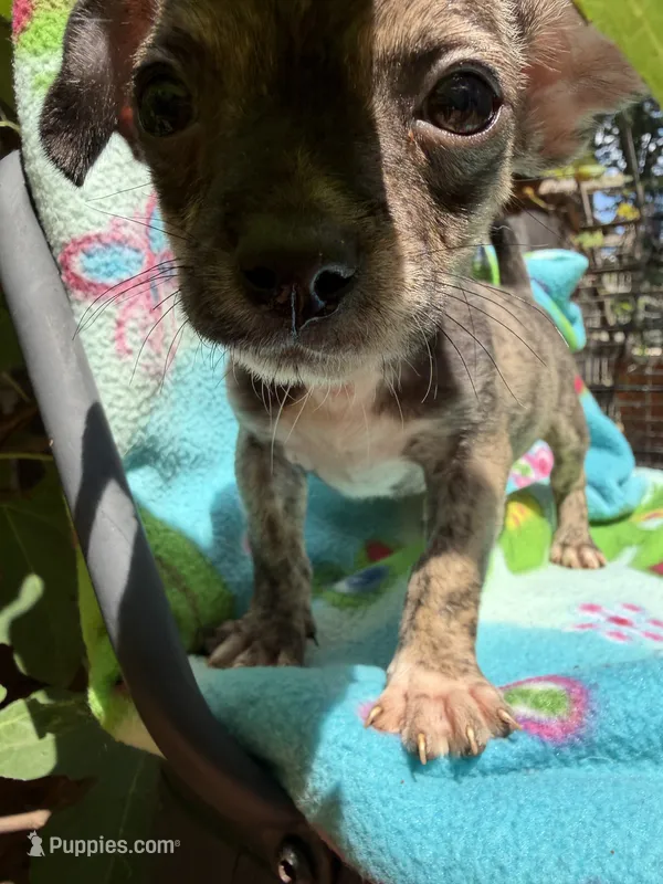 Rusty – Chihuahua puppy for sale in Mooresville, NC