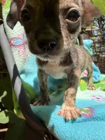 Rusty, a female Chihuahua for sale in Mooresville, NC – 1 of 10