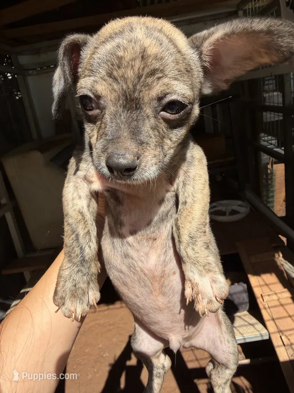 Rusty small – Chihuahua puppy for sale in Mooresville, NC