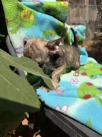 Rusty, a female Chihuahua for sale in Mooresville, NC – 10 of 10