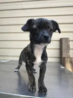 Charcoal , a female Chihuahua for sale in Mooresville, NC – 3 of 8