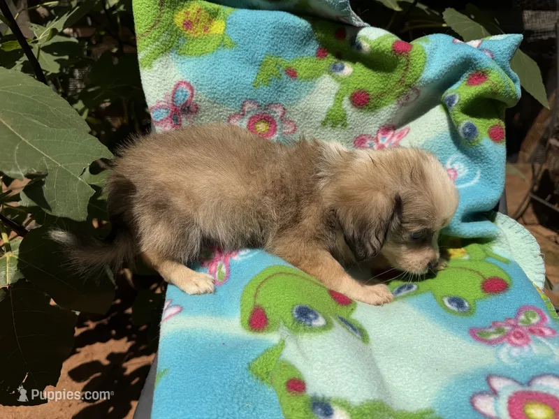 Dusty – Chihuahua puppy for sale in Mooresville, NC