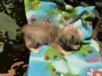 Dusty, a female Chihuahua for sale in Mooresville, NC – 9 of 10