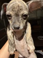 Rusty small, a male Chihuahua for sale in Mooresville, NC – 5 of 8