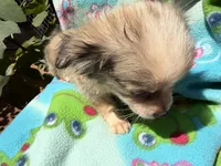 Dusty, a female Chihuahua for sale in Mooresville, NC – 3 of 10