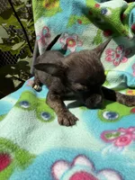 Charcoal , a female Chihuahua for sale in Mooresville, NC – 3 of 10