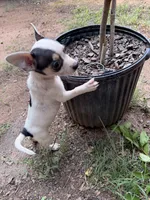 Miss Cinderella , a female Chihuahua for sale in Mooresville, NC – 5 of 6
