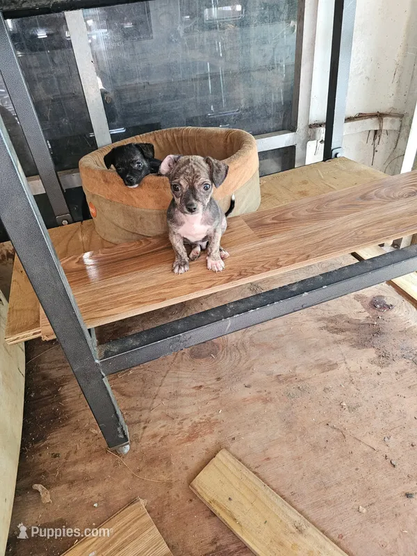 Rusty – Chihuahua puppy for sale in Mooresville, NC