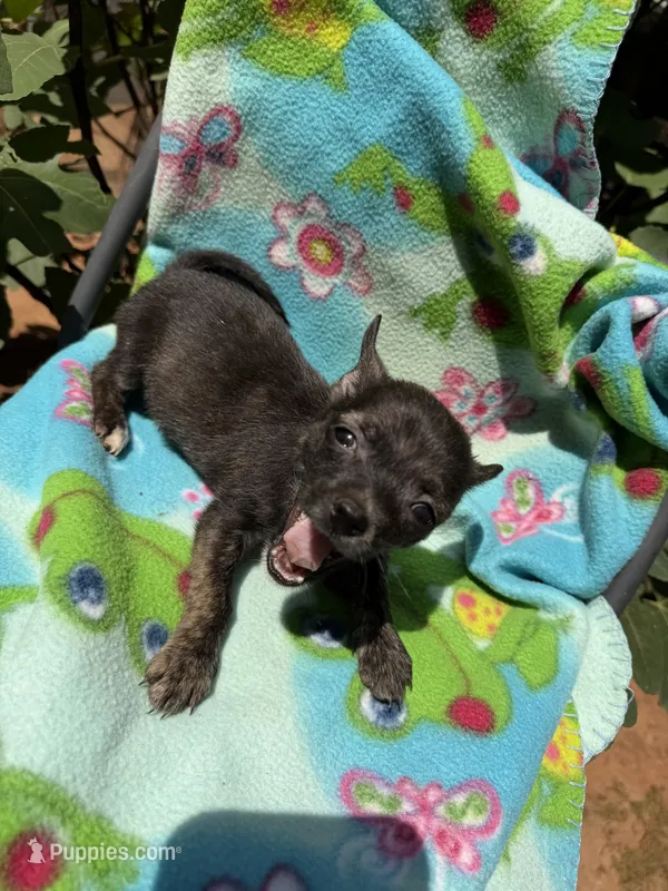 Charcoal  – Chihuahua puppy for sale in Mooresville, NC