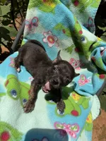 Charcoal , a female Chihuahua for sale in Mooresville, NC – 1 of 10