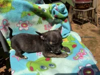 Charcoal , a female Chihuahua for sale in Mooresville, NC – 5 of 10