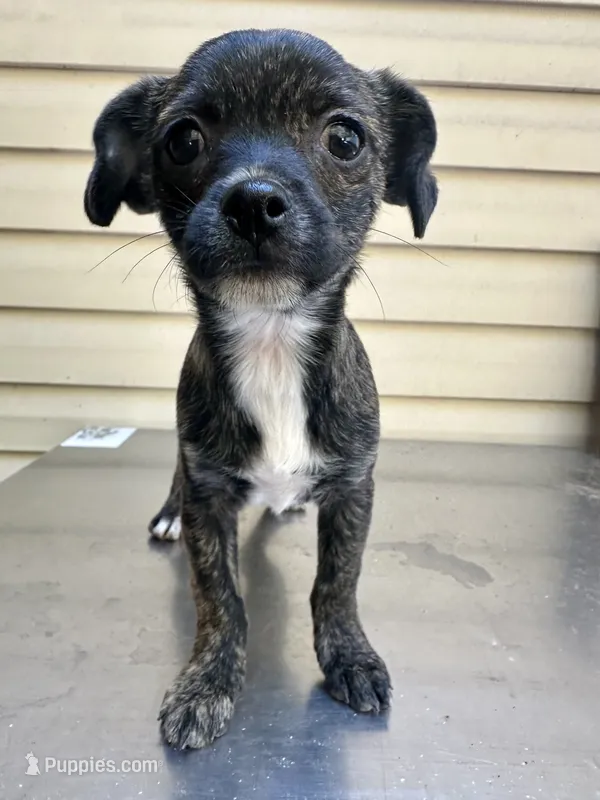 Charcoal  – Chihuahua puppy for sale in Mooresville, NC