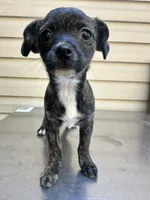 Charcoal , a female Chihuahua for sale in Mooresville, NC – 1 of 8