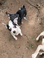 Miss Cinderella , a female Chihuahua for sale in Mooresville, NC – 4 of 6