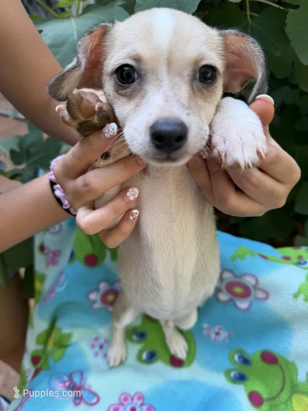 Pecan  – Chihuahua puppy for sale in Mooresville, NC