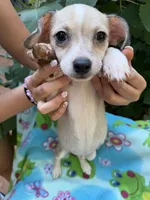 Happy boy pecan, a male Chihuahua for sale in Mooresville, NC – 2 of 7