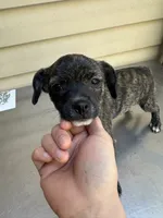 Charcoal , a female Chihuahua for sale in Mooresville, NC – 2 of 8