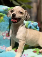 Pecan , a male Chihuahua for sale in Mooresville, NC – 2 of 10