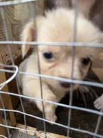 Mini loofa, a female Chihuahua for sale in Mooresville, NC – 3 of 3