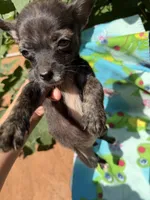Charcoal , a female Chihuahua for sale in Mooresville, NC – 8 of 10