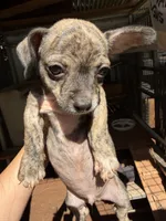 Rusty small, a male Chihuahua for sale in Mooresville, NC – 6 of 8