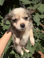 Dusty, a female Chihuahua for sale in Mooresville, NC – 2 of 10