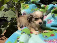 Dusty, a female Chihuahua for sale in Mooresville, NC – 8 of 10