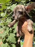 Rusty, a female Chihuahua for sale in Mooresville, NC – 9 of 10
