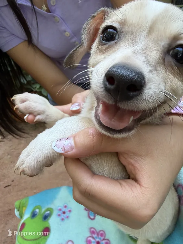 Happy boy pecan – Chihuahua puppy for sale in Mooresville, NC