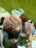 Rusty, a female Chihuahua for sale in Mooresville, NC – 8 of 10