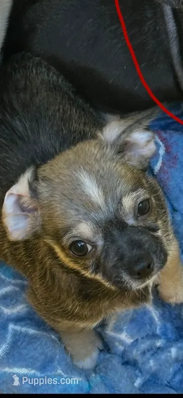 Tuffo – Chihuahua puppy for sale in Mooresville, NC