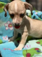 Pecan , a male Chihuahua for sale in Mooresville, NC – 4 of 10