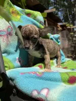 Rusty, a female Chihuahua for sale in Mooresville, NC – 3 of 10
