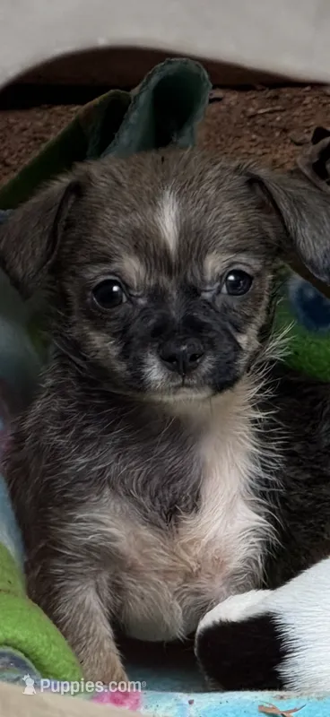 Tuffo – Chihuahua puppy for sale in Mooresville, NC