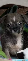 Tuffo, a male Chihuahua for sale in Mooresville, NC – 1 of 1