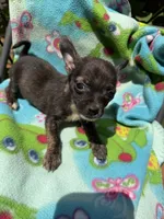 Charcoal , a female Chihuahua for sale in Mooresville, NC – 7 of 10