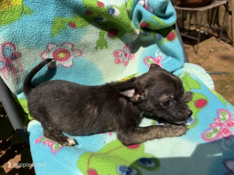 Charcoal  – Chihuahua puppy for sale in Mooresville, NC