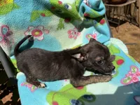 Charcoal , a female Chihuahua for sale in Mooresville, NC – 6 of 10