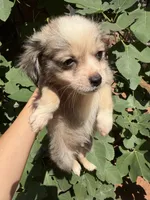 Dusty, a female Chihuahua for sale in Mooresville, NC – 7 of 10