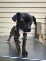 Charcoal , a female Chihuahua for sale in Mooresville, NC – 4 of 8